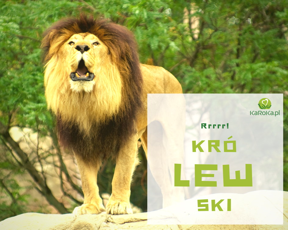 Twój wewnętrzny zwierz to lew!